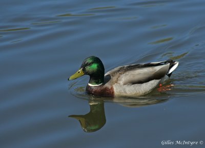 Mallard Duck  /  Canard Colvert.jpg