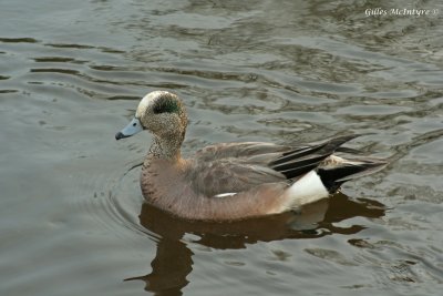 American Wigeon  /  Canard D'Amrique Mle.jpg