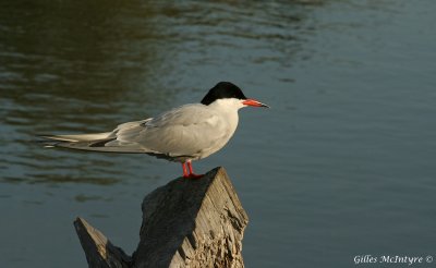 Common Tern  /  Sterne Pierregarin.jpg