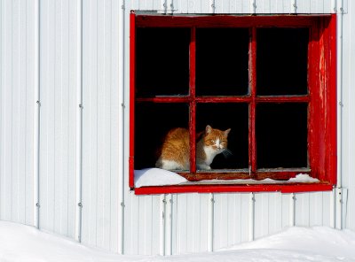 Cat at the window  /  Le Bibelot surveille.jpg.jpg