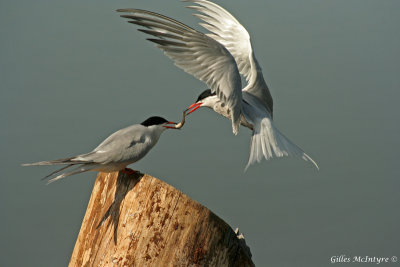 Common Tern  /  Sterne Pierregarin.jpg