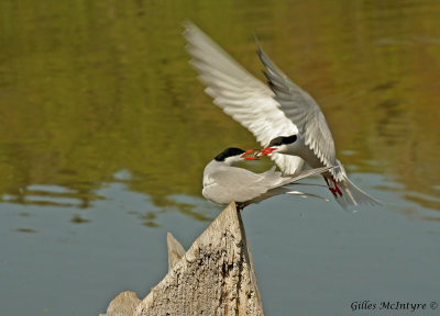 Common Tern  /  Sterne-Pierregarin.jpg