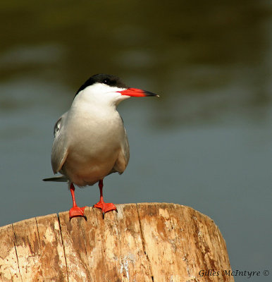 Common Tern  /  Sterne Pierregarin.jpg