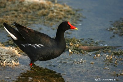 Common Moorhen  /  Gallinule poule-d'eau.jpg