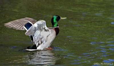 Mallard Duck   /   Canard Colvert.jpg