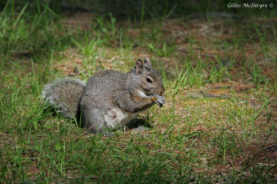 Squirrel   /   cureuil.jpg