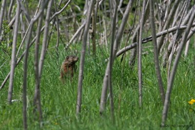 Marmot    /   Marmotte.jpg