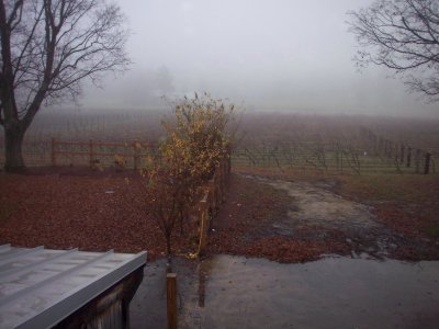 Flag Hill Winery