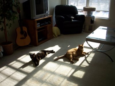 Sunbeam cats