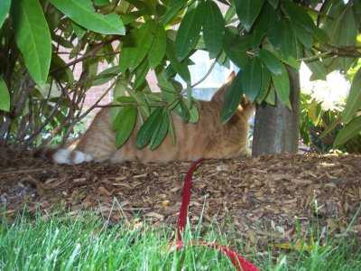 Crazy cat