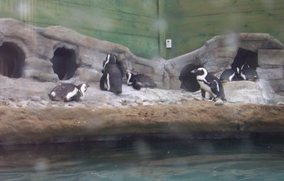 Norwalk aquarium - penguins