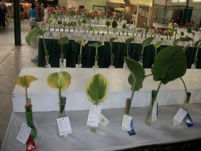 1st place leaf, NYS fair, Syracuse