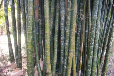Bamboo vandalism