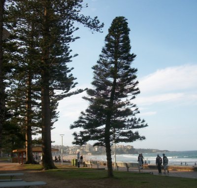 Manly evergreen