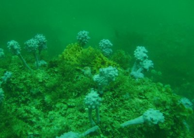 Underwater in Jervis Bay