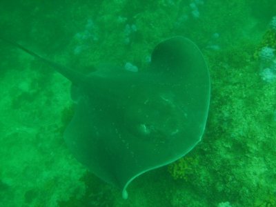 Monster Bull Ray 6-foot wide