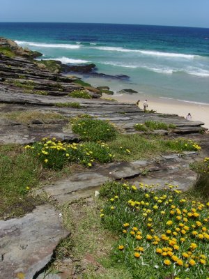 The coastal walk between my place and Bronte