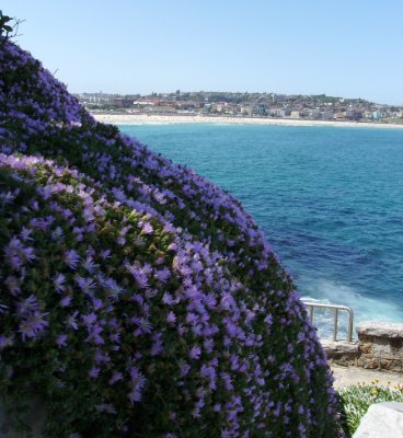 Coastal walk facing Bondi