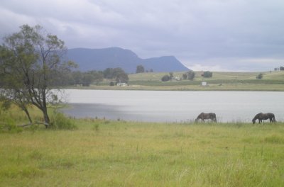 Horses in Hunter Valley