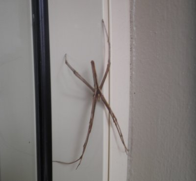 A stick bug perched next to my door
