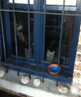 Our cats imprisoned in the house