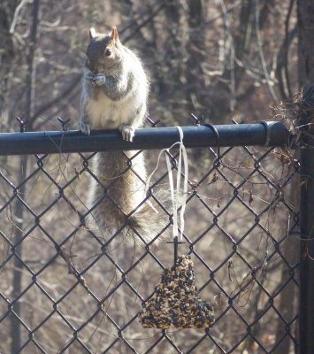 Backyard squirrel stealer