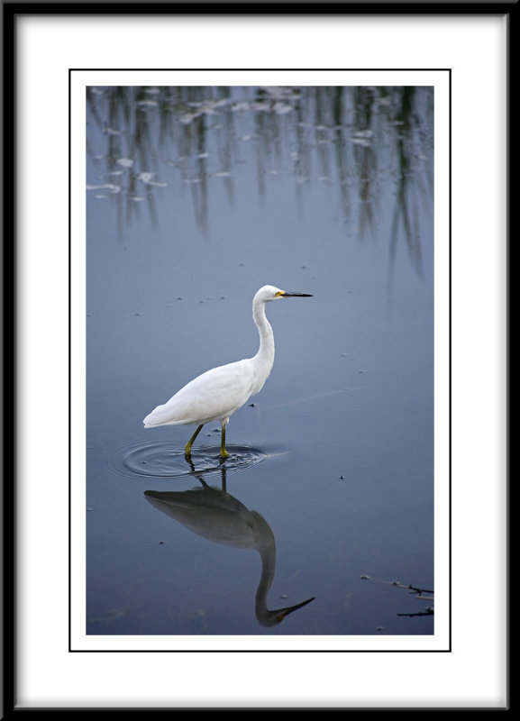 Egret in Absecon Inlet