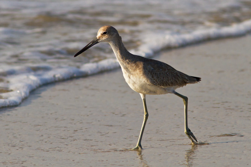 Sand Piper