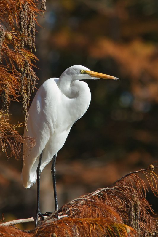 Egret