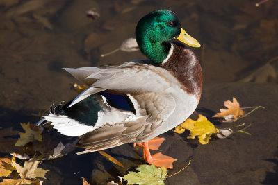 Mallard