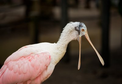 Flamingo Gardens...