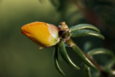 Portulaca