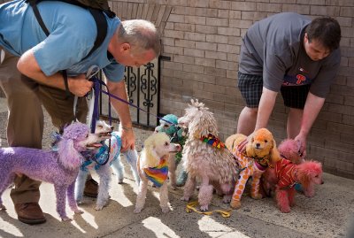 Colorful Pooches