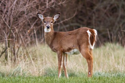 Juvenile Whitetail Deer