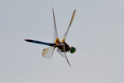 X-Wing Fighter