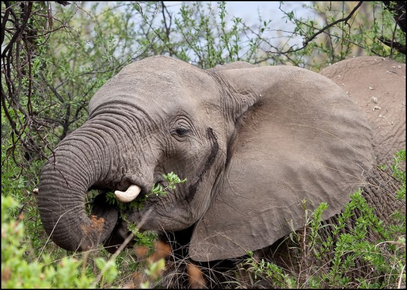 Elephant