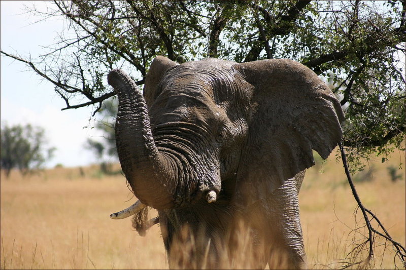 Elephant