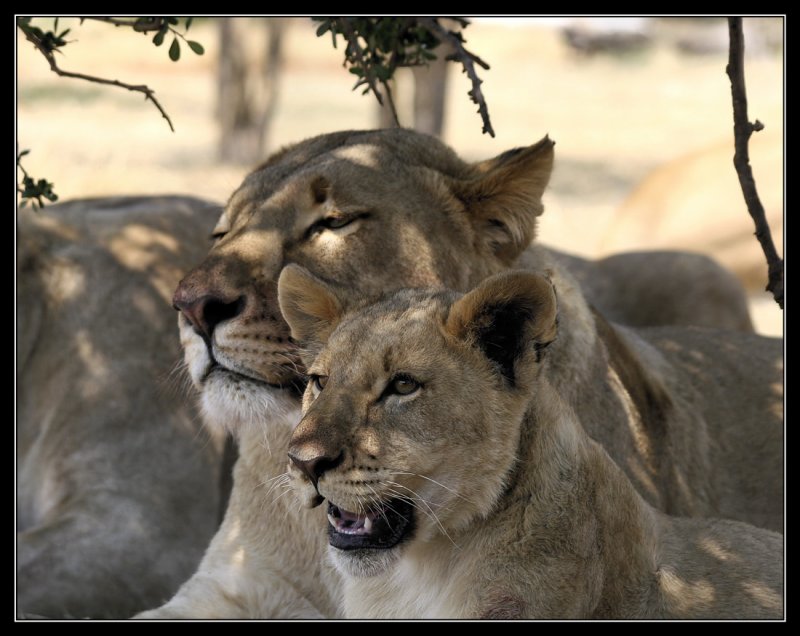 Lions After Eating