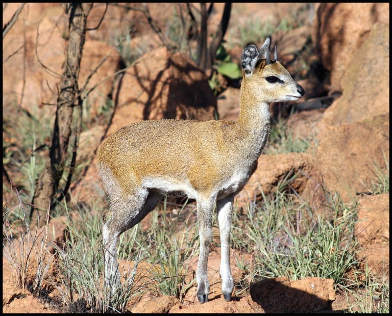 Klipspringer