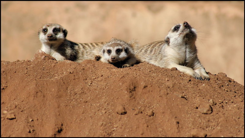 Meerkat Family