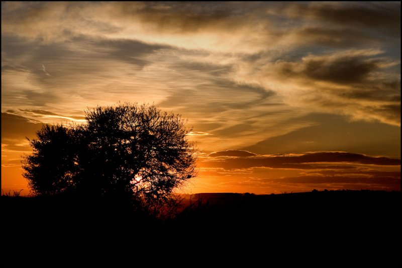 Sunset in African Bush 1