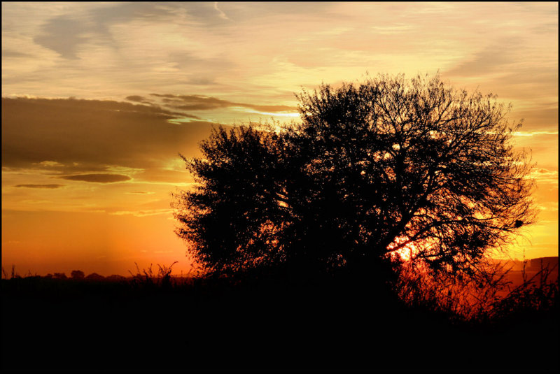 Sunset in African Bushveld 5