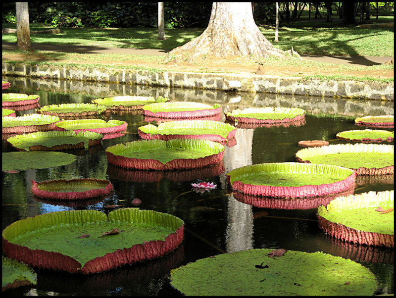 Pampelmoes Gardens