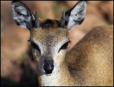 Young Male