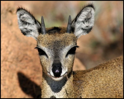 Young Male