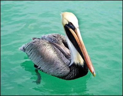 Pelican Key West