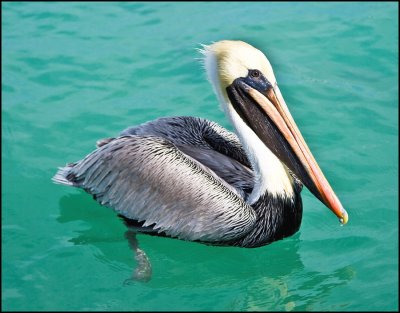 Pelican Key West