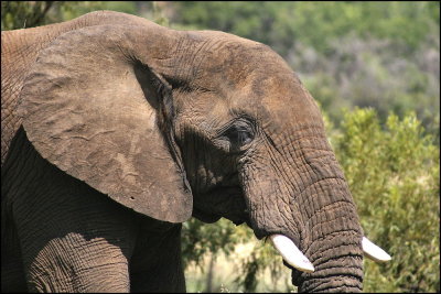 Elephant