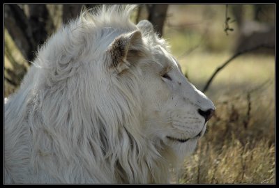 Rare White Lions