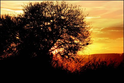 Sunset in African Bushveld 8